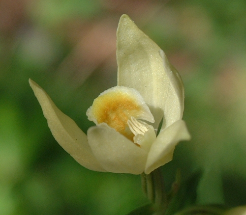 Cephalantera longifolia, C. damasonium